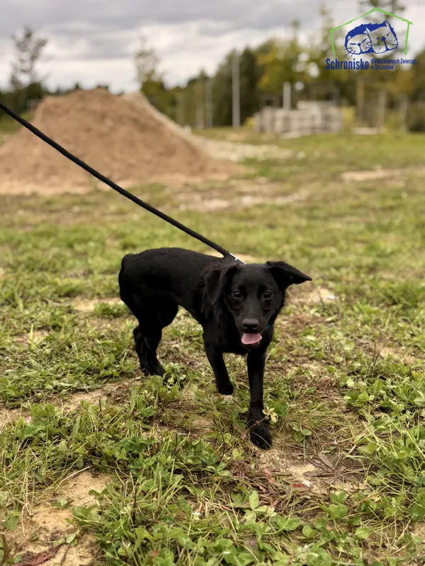 Znaleziono psa, Szczecin, 28 września 2025 (3/4)