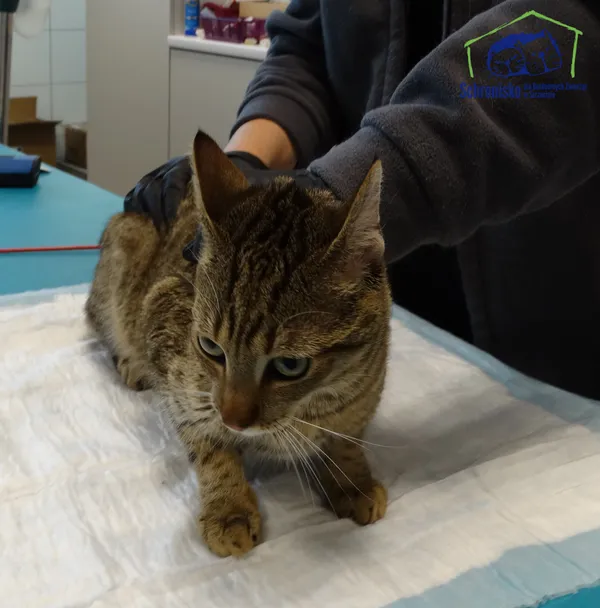 Znaleziono kota, Szczecin, 27 września 2025 (1/2)