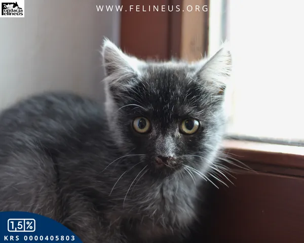 Kot do adopcji, Chmielnik, 30 września 2025 (1/4)