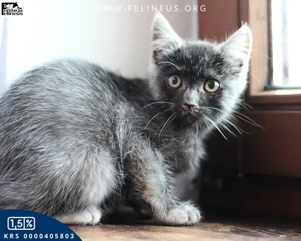 Kot do adopcji, Chmielnik, 30 września 2025 (2/4)