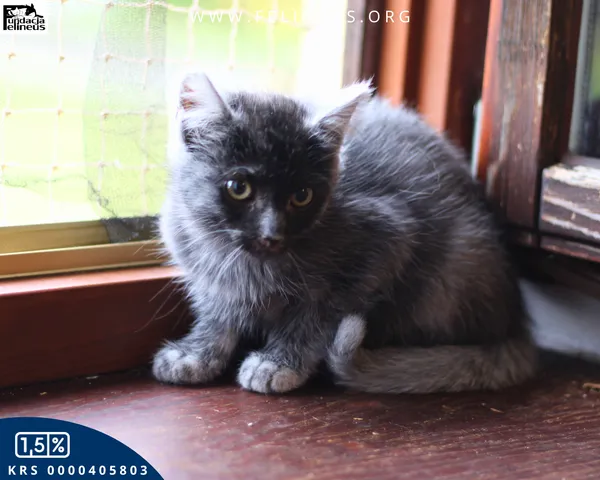 Kot do adopcji, Chmielnik, 30 września 2025 (3/4)