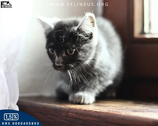 Kot do adopcji, Chmielnik, 30 września 2025 (4/4)