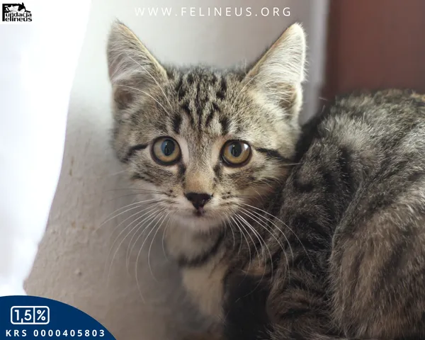 Kot do adopcji, Chmielnik, 30 września 2025 (1/4)