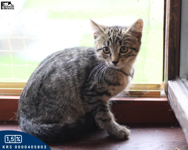 Kot do adopcji, Chmielnik, 30 września 2025 (2/4)