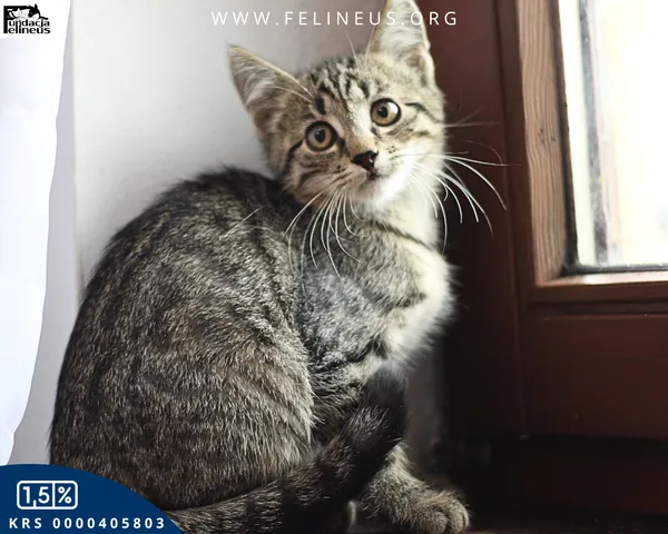 Kot do adopcji, Chmielnik, 30 września 2025 (3/4)