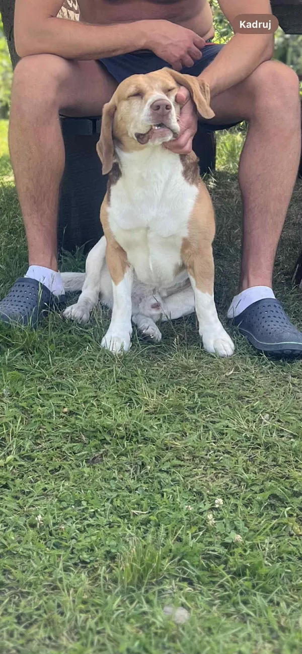 Zaginął pies, Skutki, 30 września 2025 (2/2)