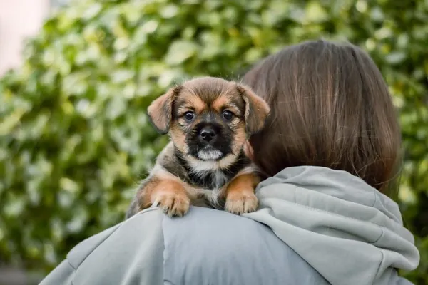 Pies do adopcji, Radom, 29 września 2025 (1/5)