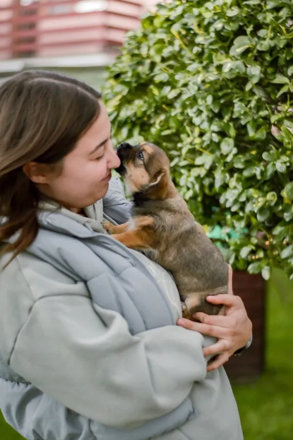 Pies do adopcji, Radom, 29 września 2025 (3/5)