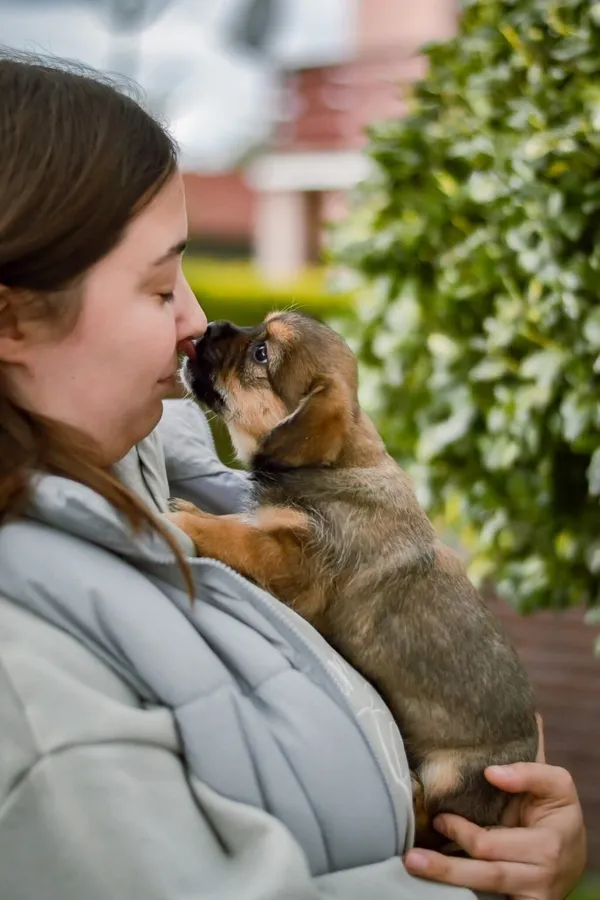 Pies do adopcji, Radom, 29 września 2025 (5/5)