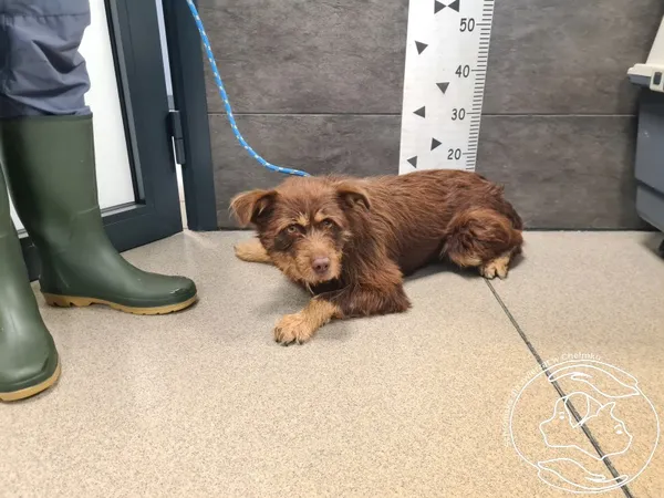 Znaleziono psa, Chełmek, 29 września 2025