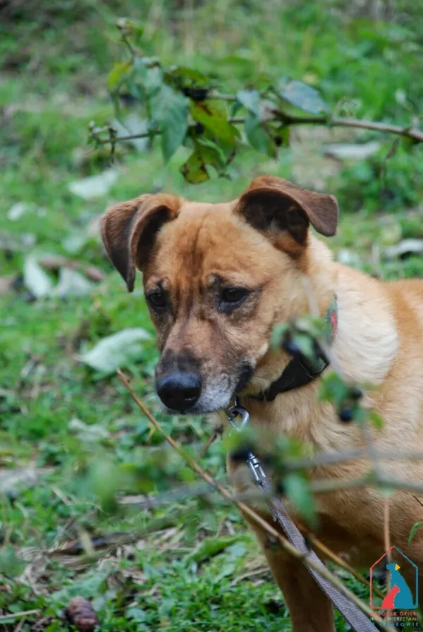 Pies do adopcji, Grudziądz, 15 września 2025 (1/5)