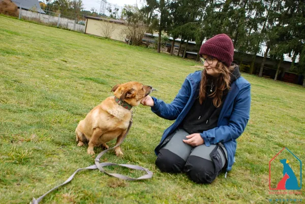 Pies do adopcji, Grudziądz, 15 września 2025 (2/5)