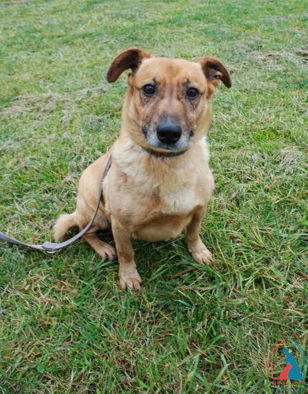 Pies do adopcji, Grudziądz, 15 września 2025 (5/5)