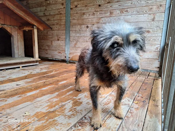 Pies do adopcji, Orzechowce, 30 września 2025 (4/5)