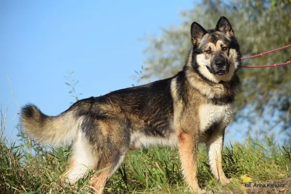 Znaleziono psa, Toruń, 4 września 2025