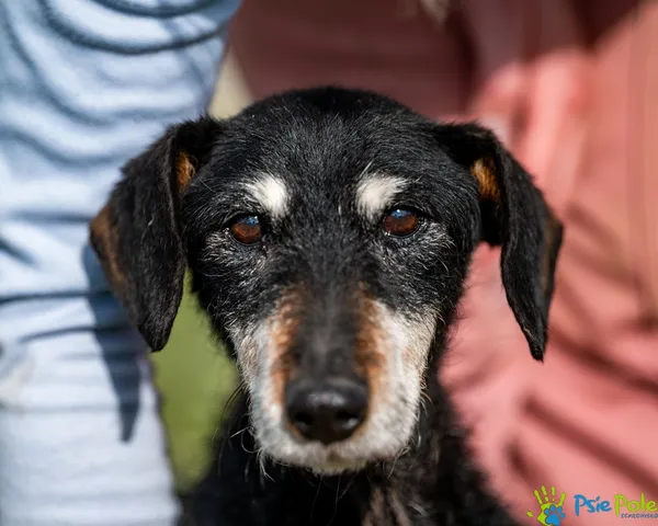 Pies do adopcji, Racławice, 23 września 2025 (4/5)