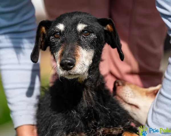 Pies do adopcji, Racławice, 23 września 2025 (5/5)