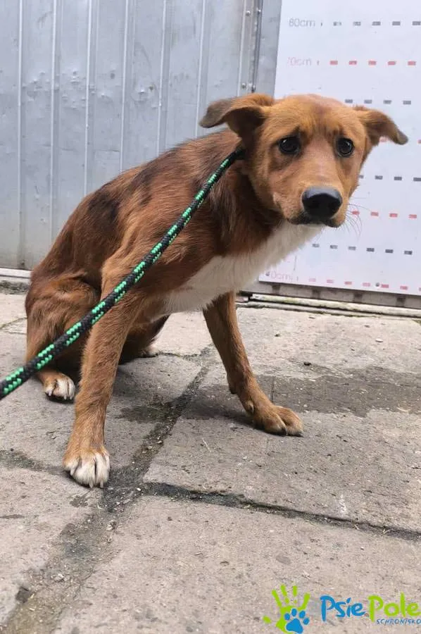 Pies do adopcji, Racławice, 25 września 2025 (1/2)