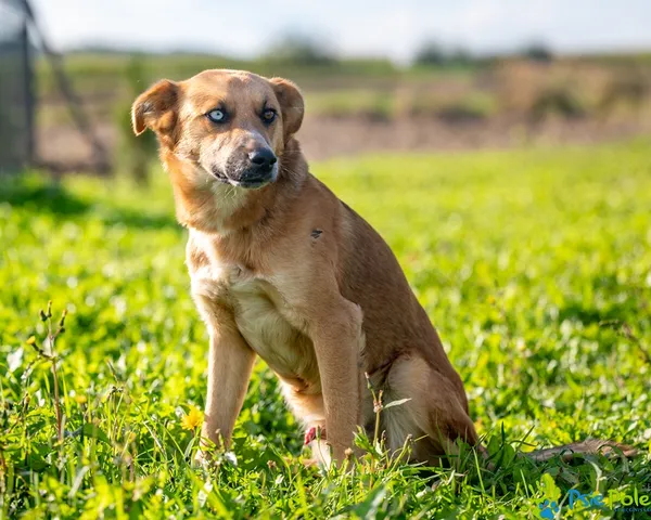Pies do adopcji, Racławice, 29 września 2025 (2/5)