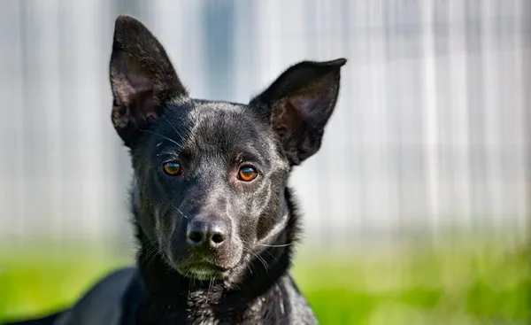 Pies do adopcji, Racławice, 30 września 2025 (1/5)