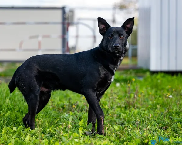 Pies do adopcji, Racławice, 30 września 2025 (2/5)