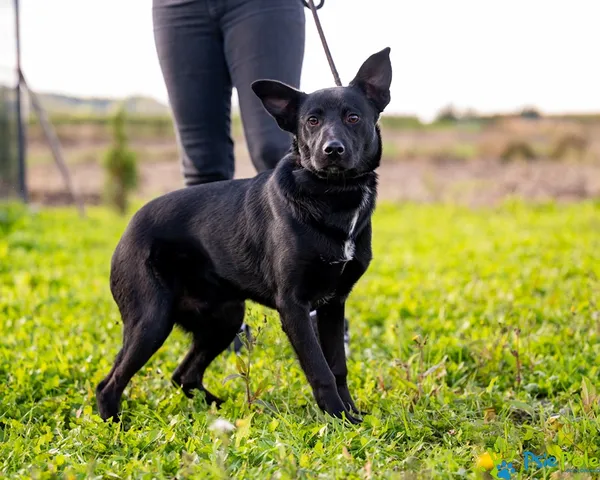 Pies do adopcji, Racławice, 30 września 2025 (4/5)