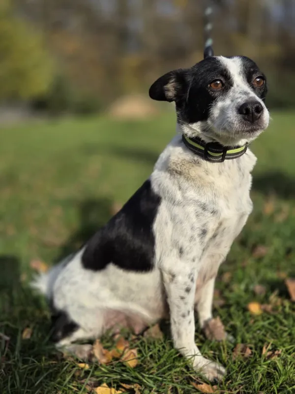 Pies do adopcji, Zgierz, 30 września 2025 (1/5)