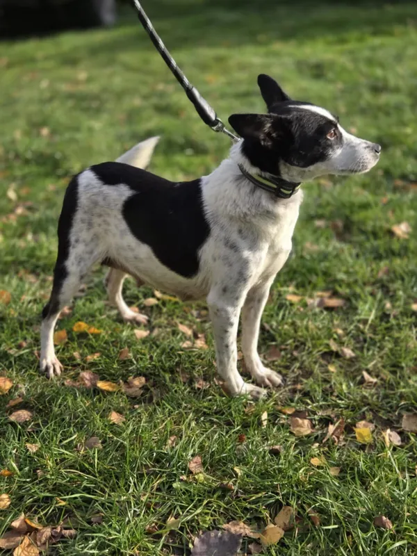 Pies do adopcji, Zgierz, 30 września 2025 (4/5)