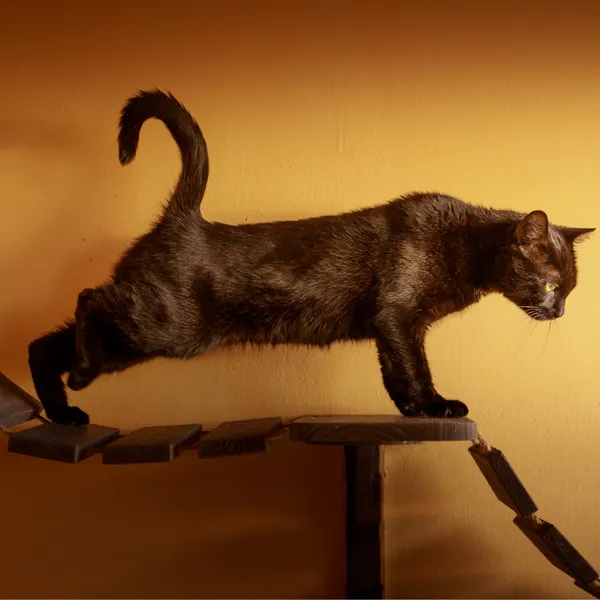 Kot do adopcji, Starogard Gdański, 30 września 2025 (2/3)