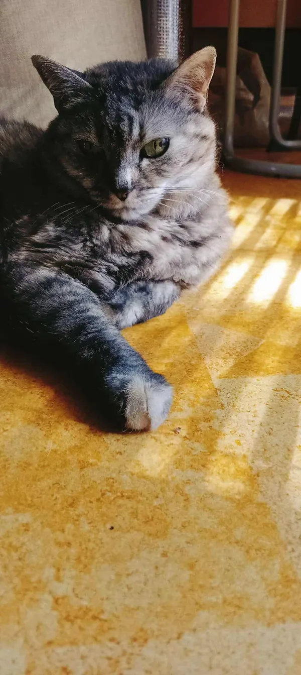 Zaginął kot, Radom, Prędocinek, 1 października 2025 (1/3)