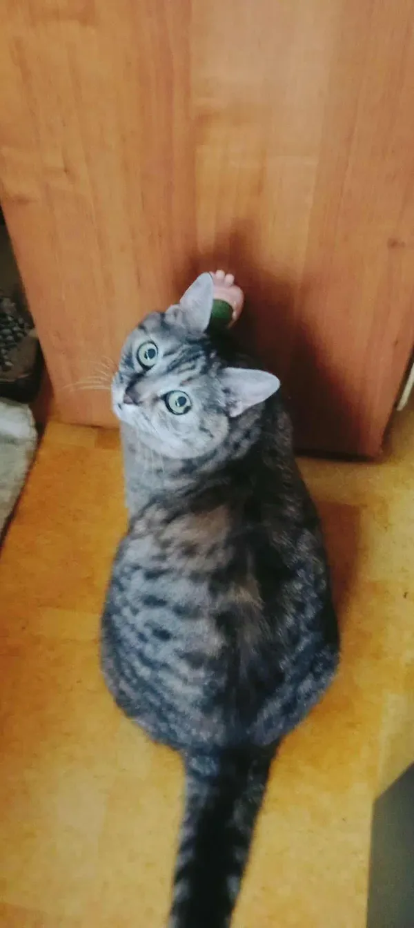 Zaginął kot, Radom, Prędocinek, 1 października 2025 (2/3)