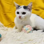 Kot do adopcji