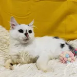 Kot do adopcji