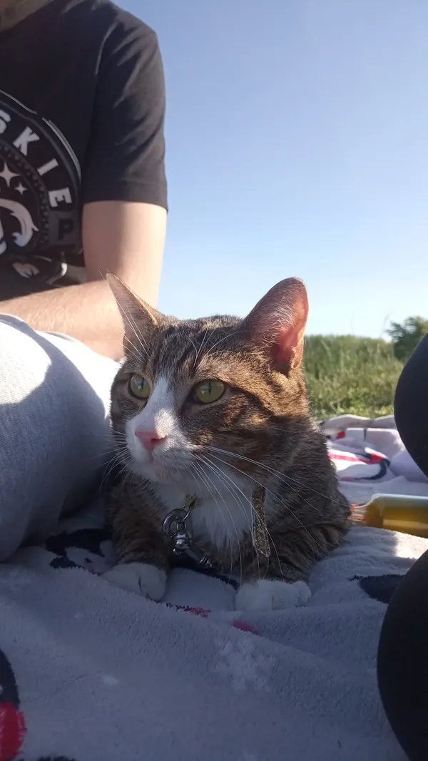 Zaginął kot, Radom, Stare Miasto, 1 października 2025