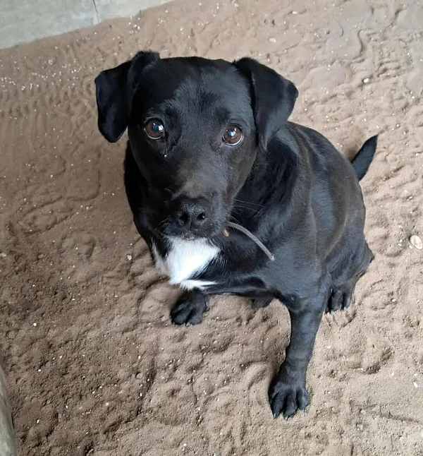 Znaleziono psa, Olsztyn, 28 września 2025