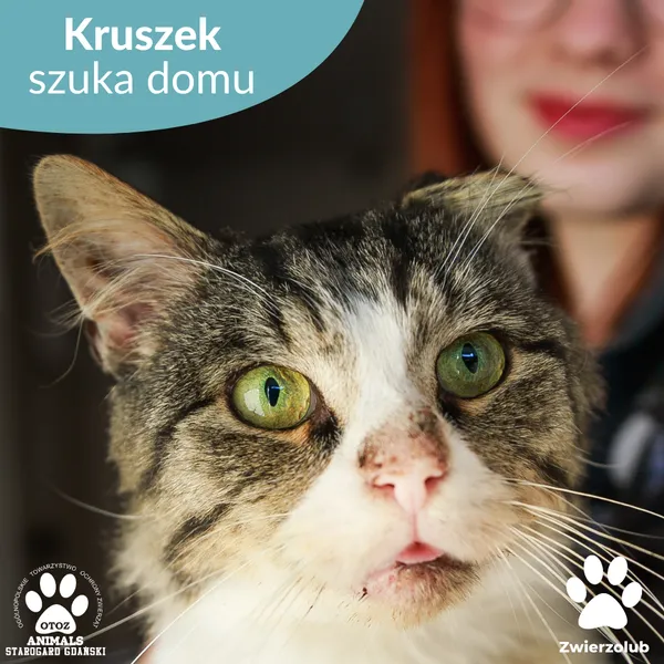 Kot do adopcji, Starogard Gdański, 1 października 2025 (1/3)