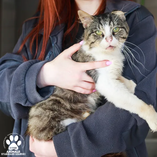 Kot do adopcji, Starogard Gdański, 1 października 2025 (3/3)