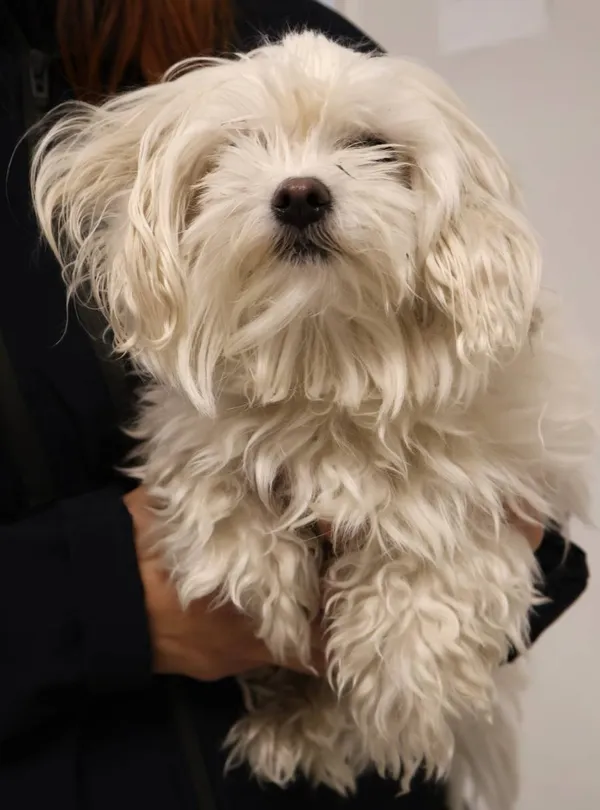 Znaleziono psa, Łódź, 1 października 2025 (1/5)