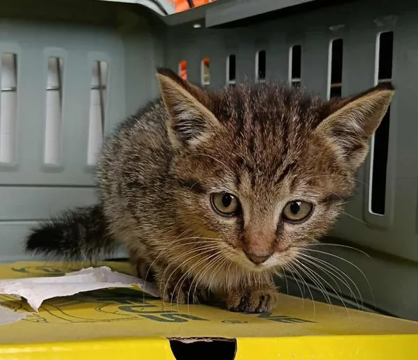 Znaleziono kota, Toruń, 29 września 2025