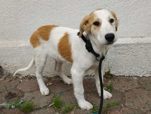 Znaleziono psa, Toruń, 28 września 2025