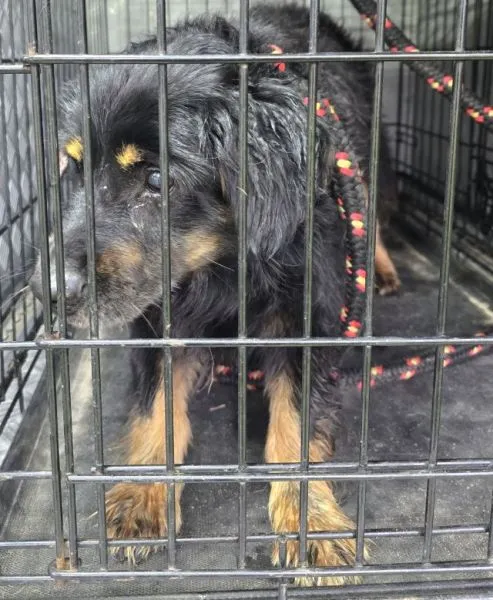 Znaleziono psa, Radom, 30 września 2025