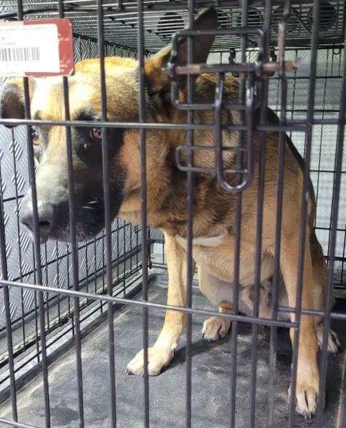 Znaleziono psa, Radom, 29 września 2025