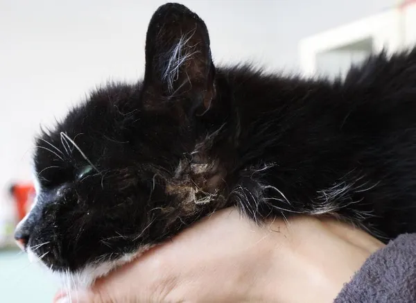 Znaleziono kota, Łódź, 1 października 2025 (4/5)