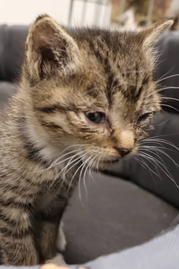 Znaleziono kota, Łódź, 29 września 2025 (2/2)