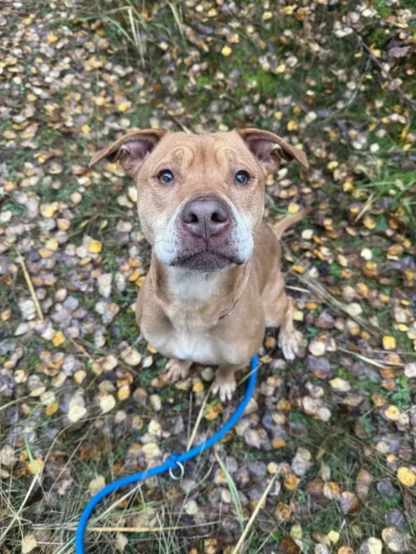 Pies do adopcji, Włocławek, 1 października 2025 (5/5)