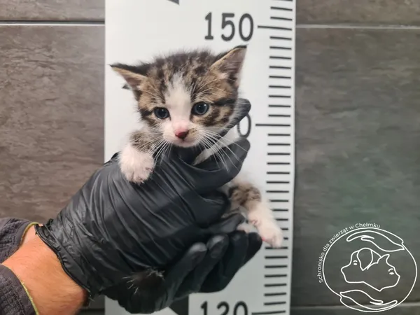 Znaleziono kota, Chełmek, 1 października 2025