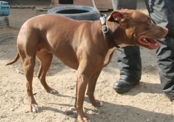 Pies do adopcji, Nowy Dwór Mazowiecki, 2 października 2025 (5/5)