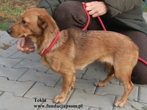 Pies do adopcji, Nowy Dwór Mazowiecki, 10 listopada 2025 (5/5)