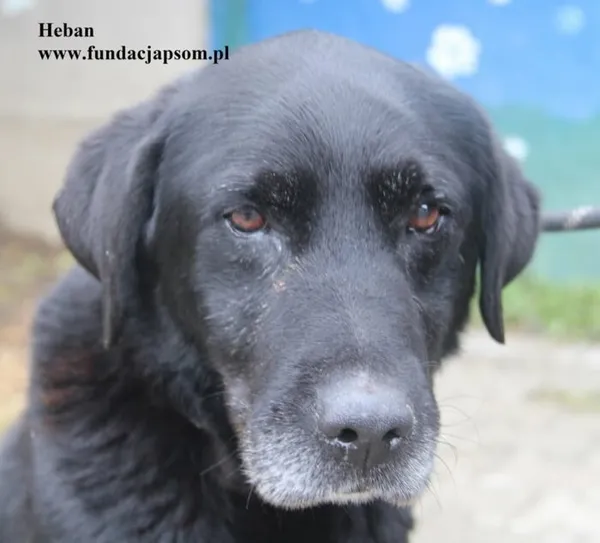 Pies do adopcji, Nowy Dwór Mazowiecki, 1 października 2025 (1/5)