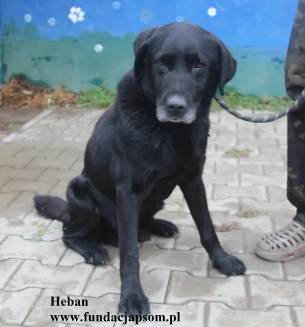 Pies do adopcji, Nowy Dwór Mazowiecki, 1 października 2025 (3/5)